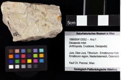 Foto (Objket + Etiketten) von Decapoda indet. 